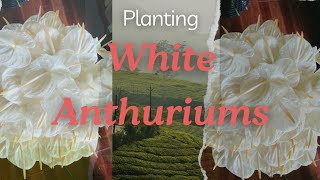 Planting White Anthuriums