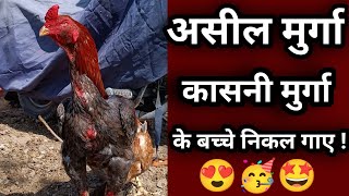 Aseel Murga | Kasni Murge ke Bache Nikal Gaye 🥳🤩😍 | #trending #aseelmurgalover #aseelmurga