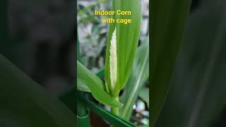 My corn indoors houseplant with plant cage for support #shorts