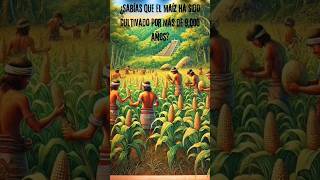 ¿Sabías que el maíz ha sido cultivado por más de 9,000 años?#maiz #mayas #aztecas ##naturaleza