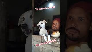 Tu perro es bravo? No… le encanta el chisme