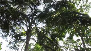 Costa Rican White Faced Surfer Monkey