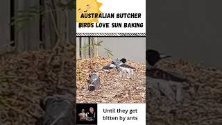 Australian Butcher birds love sun baking #shorts