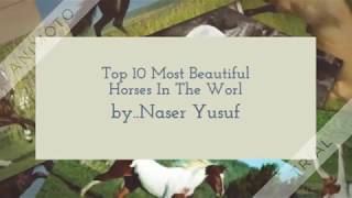 Top 10 Most Beautiful Horses In The World