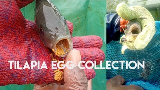 What You Didn't Know About Tilapia Egg Collection