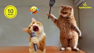 😹 FUNNIEST CAT VIDEOS | 10 Mins of Cat Chaos 😺💖