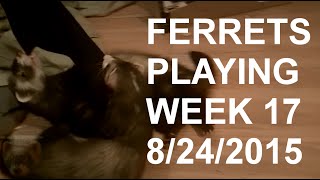 Ferrets playing week 17