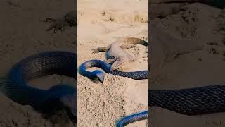 King Cobra #snake #venomous #reptiles #wildlife  #animals #venomouscobra #cobra #giantcobra #lizard