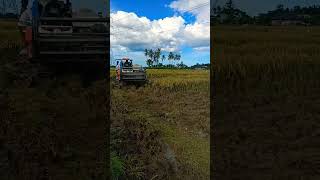 panen padi pakek mesin pemotong padi kubota.mantap