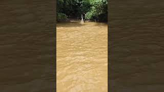 Fisherman village river fish Aceh #netsfishing #catchingfish #fishing