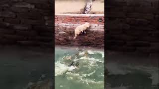 dog saving his life #shorts #dogs #crocodiles #water animal #lifesaving #animalpool