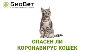 Коронавирус у кошек, и так ли он опасен на самом деле?