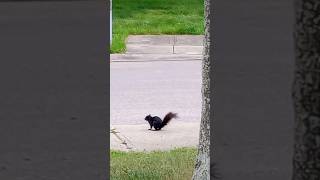 Black squirrel 🐿️ sighting in Kentucky - RARE- 1 IN 10,000!