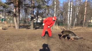 Dog training Школа для собак