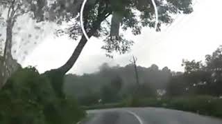 Increíble aparece fantasma en un árbol en carretera