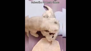 Cute kitten playing with her sister | Funny cat video