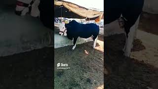 SZH MALIR MAWESHI JOJOKIA PANDA BULL JANWAR SEASON 2024 SHORT REVIEW ♥