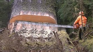 Dangerous Fastest Cutting Huge Tree Skills With Chainsaw. Incredible Tree Felling Compilation