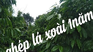 Ghép cà phê lá xoài (hữu thiên)sau 13tháng. Cắt bo, tạo tán