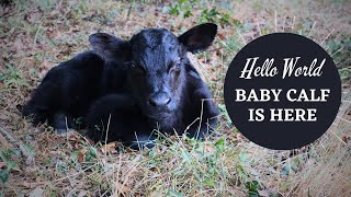 FIRST Baby Calf | New Life on Homestead