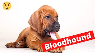 Who's a Bloodhound dog? Facts, Temperament, Behavior, Training