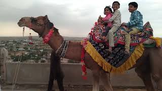 Camel Riding