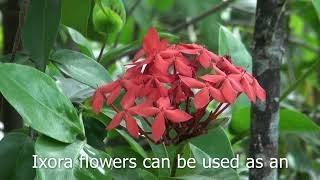 Ixora flower and fruits