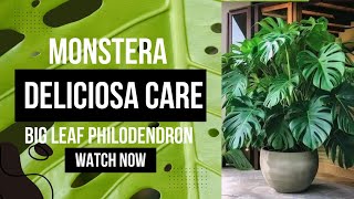 Monstera Deliciosa Care | Big Leaf Philodendron Variety #monstera #philodendron #monsteradeliciosa