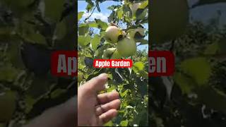 Apple Garden #trending #shortvideos #viral