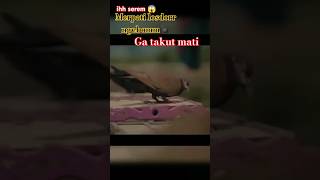 burung merpati kolong bapak&anak super ngebomm💣 #pigion #shortsfeed #shortvideo #merpatikolong