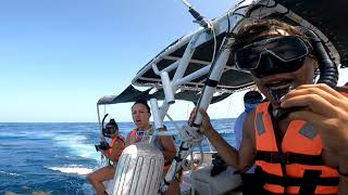 Swiming whit whale sharks Cancun-Isla mujeres México 2021