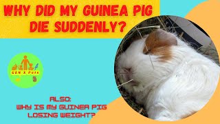 Why did my Guinea Pig die suddenly? | What are the signs of a guinea pig dying?