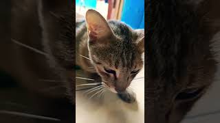 Gemeszzz lihat kamu😄🐱#cat#funny#viralvideo#trend#shorts