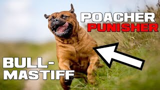 The Poacher PUNISHER - Bullmastiff - Animal a Day