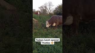 Cute Grey Cow Eating Thistles / Cow and Calf / Cow on a Hill / Cows Grazing #farmshorts  #funnycow