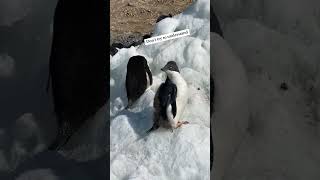 Listen to learn #meettheocean #podcast #penguin #antarctica