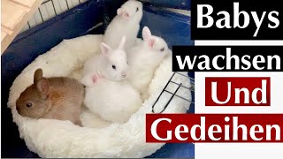 Mein Kaninchen Alltag Mit 5 Babys/Kaninchenbande