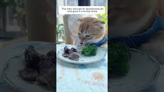 This man rescued an abandoned cat and gave it a loving home #animalshorts #shortvideo