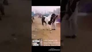 Caballo bailador..