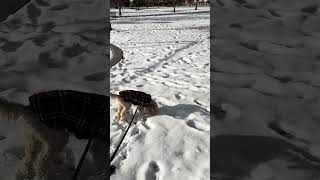 WALKIES in a WINTER WONDERLAND ❄️ #cavapoolife #cavapoolove #cutecavapoo #dogvideo