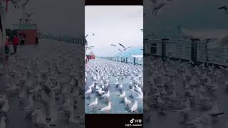 Seagulls in Dianchi Lake, Kunming