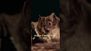 The Bats: The reason why we have mango banana and chocolate #shorts   #animals #bats