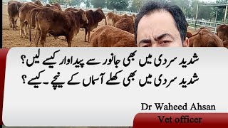 Sakht Sardio se janwaro ko kese bachayen? How to protect animals from harsh winters?