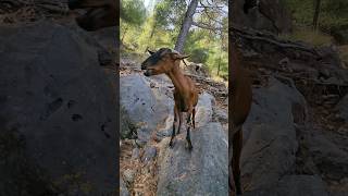 Feeding wild goat #travel #funny #animals #goat #music #viralclips #funnyanimals #spain #wildlife