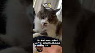 THIS CAT has done some FREAKY things. 😳 #viral #funny #shorts