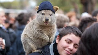 Quokkas Are the Happiest Animals