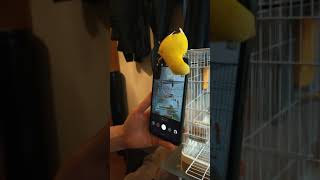 Bird on Phone