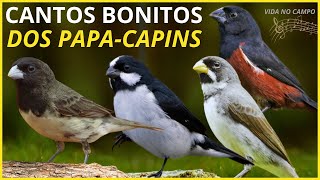 33 CANTOS BONITOS De AVES: Coleiro, Curió, Papa Capim, Bigodinho e Outros Papa Capins!