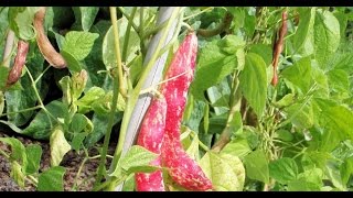 Growing Borlotti Beans