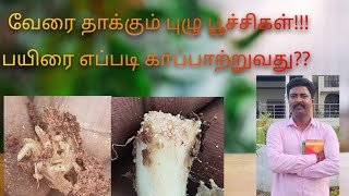 வேரில் புழு பூச்சி - பூண்டு கேரட் பீட்ரூட் மற்றும் கிழங்கு பயிர்களை அழிக்கும் எப்படி சரி செய்வது?